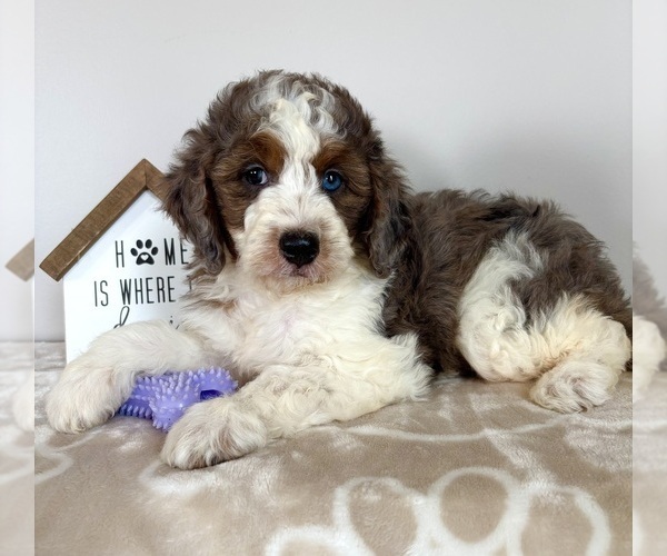 Medium Photo #2 Miniature Bernedoodle-Poodle (Miniature) Mix Puppy For Sale in INDIANAPOLIS, IN, USA