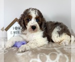Small #1 Miniature Bernedoodle-Poodle (Miniature) Mix