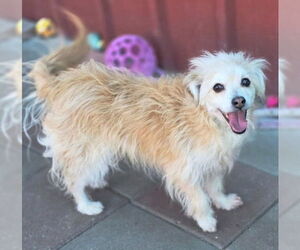 Curly - Male Mutt Dog for Adoption - Photo #4