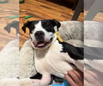 Small #5 American Pit Bull Terrier-Great Dane Mix