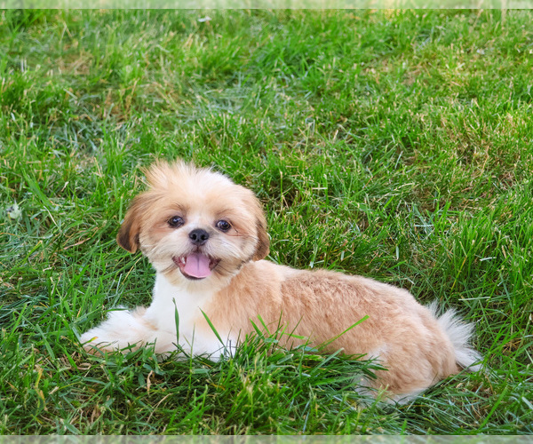 Medium Photo #3 Shih Tzu Puppy For Sale in SYRACUSE, IN, USA