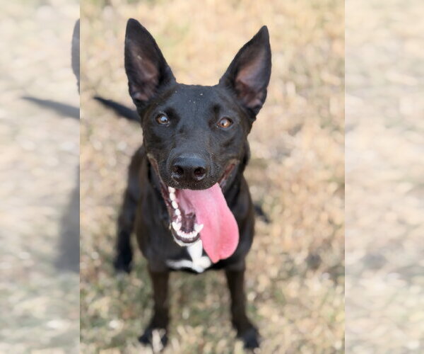 Medium Photo #2 Shepradors Puppy For Sale in McKinney, TX, USA