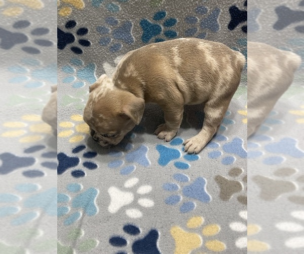 Medium Photo #4 French Bulldog Puppy For Sale in COLUMBUS, GA, USA