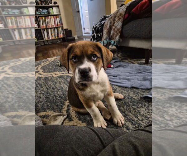 Medium Photo #2 Mutt Puppy For Sale in Springdale, PA, USA