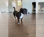 Small #1 American Staffordshire Terrier-Dachshund Mix