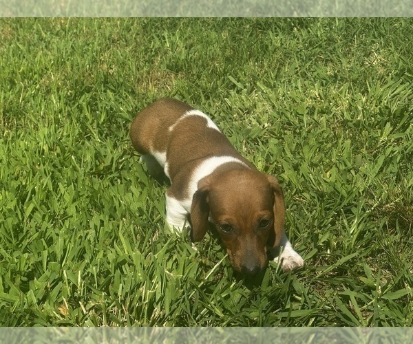 Medium Photo #6 Dachshund Puppy For Sale in CASSVILLE, MO, USA