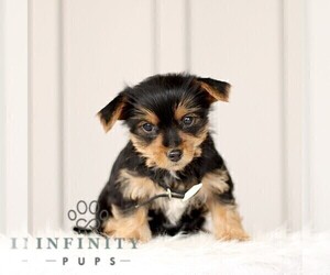 Yorkshire Terrier Puppy for sale in BIRD IN HAND, PA, USA
