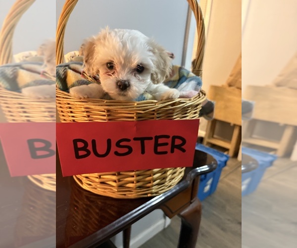 Medium Photo #6 Zuchon Puppy For Sale in RICHLANDS, NC, USA