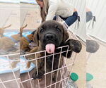 Small #2 Chesapeake Bay Retriever Mix
