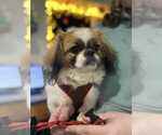 Small #2 Pekingese