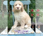Small Photo #4 Saint Berdoodle Puppy For Sale in PAW PAW, MI, USA