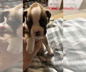 Medium Boxer