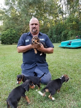 Medium Photo #1 Beagle Puppy For Sale in BARNESVILLE, GA, USA