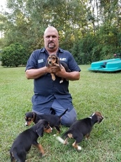 Beagle Puppy for sale in BARNESVILLE, GA, USA