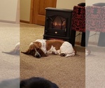 Small Photo #1 Basset Hound Puppy For Sale in BERESFORD, SD, USA