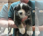 Small Photo #4 Australian Shepherd Puppy For Sale in AUBURN, IN, USA