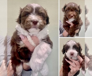 Aussiedoodle Miniature  Puppy for sale in TERRELL, TX, USA