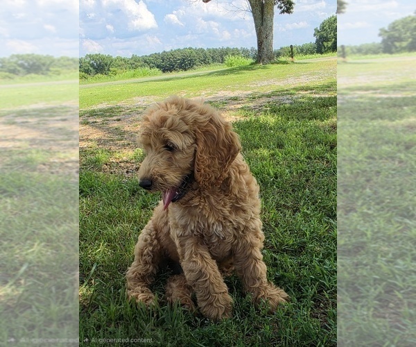 Medium Photo #2 Goldendoodle Puppy For Sale in FYFFE, AL, USA