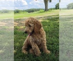 Small #1 Goldendoodle
