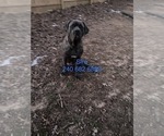 Small Photo #1 Cane Corso Puppy For Sale in DENTSVILLE, MD, USA