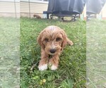 Image preview for Ad Listing. Nickname: BoyDoodle Red