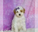 Small Photo #31 Poodle (Toy) Puppy For Sale in WARSAW, IN, USA