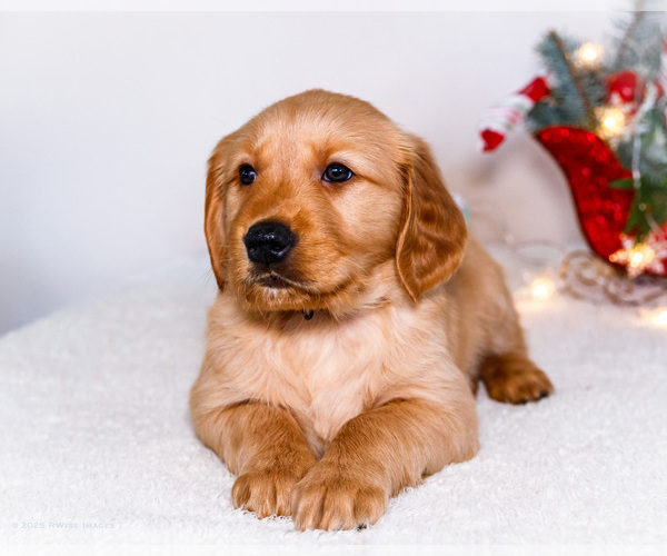Medium Photo #3 Golden Retriever Puppy For Sale in WAKARUSA, IN, USA
