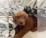 Small Photo #13 Goldendoodle (Miniature) Puppy For Sale in STELLA, NC, USA