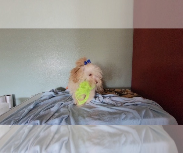 Medium Photo #4 Havapoo Puppy For Sale in TUCSON, AZ, USA