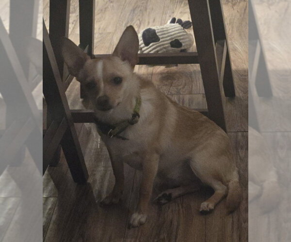 Medium Photo #3 Chihuahua Puppy For Sale in Foristell, MO, USA
