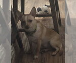 Small #2 Chihuahua