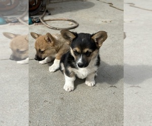 Pembroke Welsh Corgi Puppy for Sale in NORCO, California USA