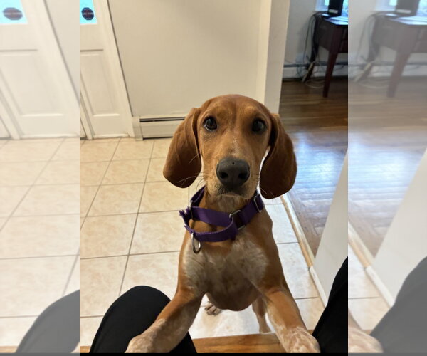 Medium Photo #15 Mutt Puppy For Sale in Rockaway, NJ, USA