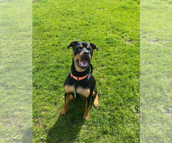 Medium Photo #1 Rottweiler-Unknown Mix Puppy For Sale in Muskegon, MI, USA