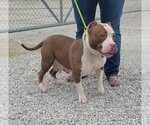 Small Photo #1 American Pit Bull Terrier-Unknown Mix Puppy For Sale in Evansville, IN, USA