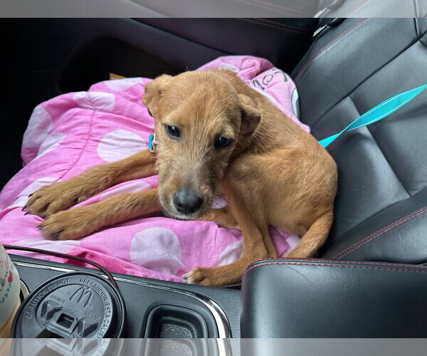 Medium Photo #13 Mutt Puppy For Sale in Woodbury, NY, USA