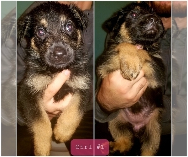 Medium Photo #3 Shepweiller Puppy For Sale in BROOKNEAL, VA, USA