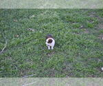 Small Photo #3 Miniature Australian Shepherd Puppy For Sale in SWAN, TX, USA