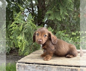 Dachshund Puppy for sale in MIDDLEBURY, IN, USA