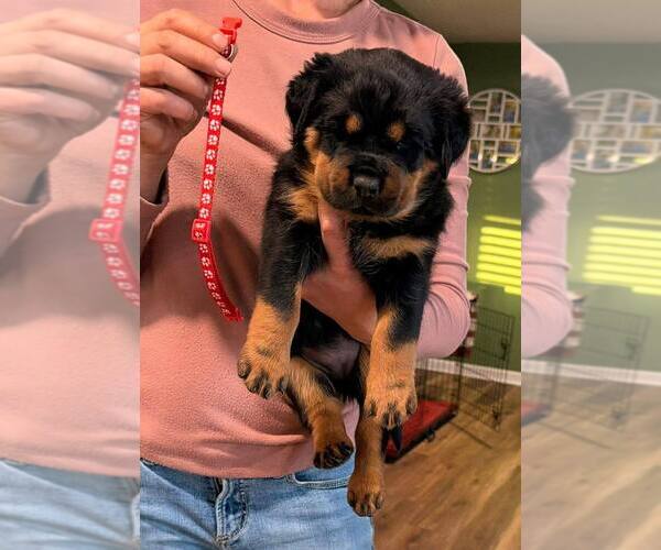Medium Photo #1 Rottweiler Puppy For Sale in GADSDEN, AL, USA