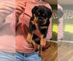 Small Rottweiler