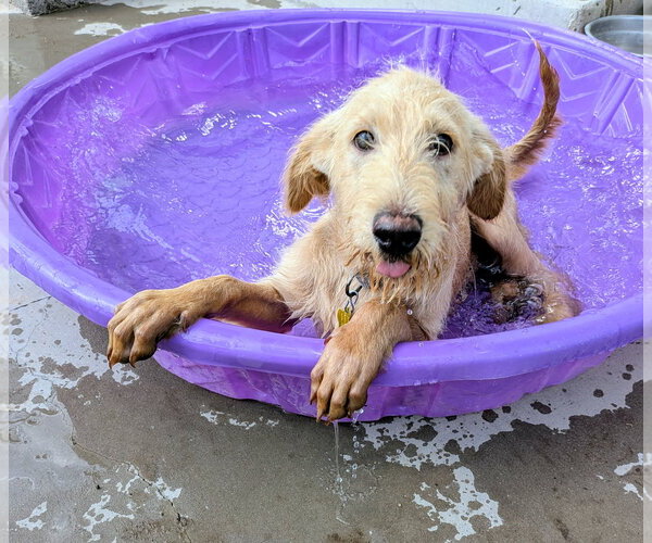 Medium Photo #6 Labradoodle Puppy For Sale in Sandy, UT, USA