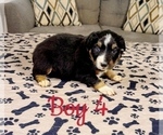 Small #21 Australian Shepherd