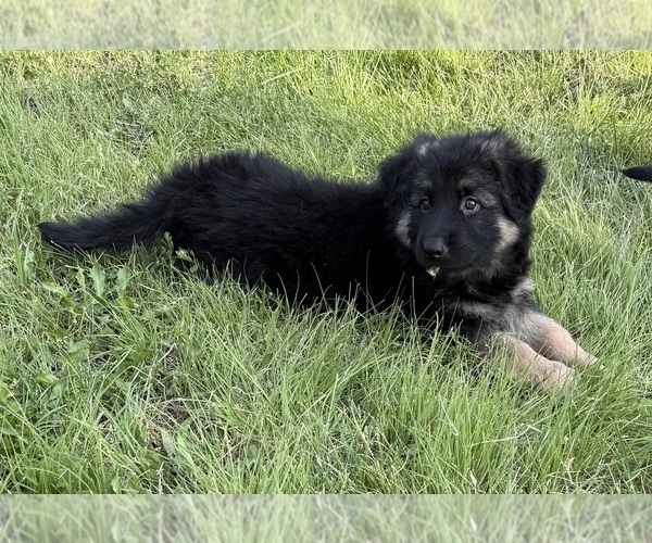 Medium Photo #8 German Shepherd Dog Puppy For Sale in BRIGHTON, CO, USA