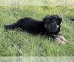Small #7 German Shepherd Dog