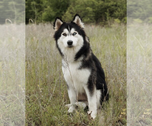 Medium Photo #3 Siberian Husky Puppy For Sale in Carrollton, TX, USA