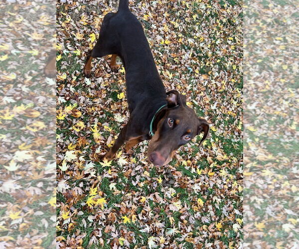 Medium Photo #5 Doberman Pinscher Puppy For Sale in Buffalo, MN, USA