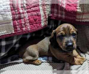 Dachshund Puppy for sale in OMAHA, NE, USA