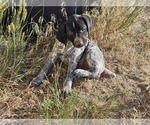 Small Photo #89 German Shorthaired Pointer Puppy For Sale in EVANSVILLE, WY, USA
