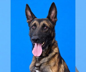Mutt Dogs for adoption in Pasadena, CA, USA